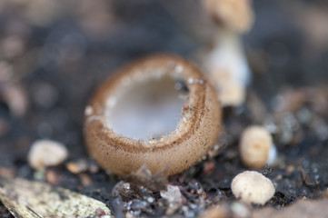 Trichophaea hemisphaerioides fungus