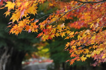 Red Corridor Viewing Lights Japan