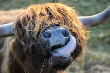 Papier Peint photo Highlander écossais Vache Highland lécher