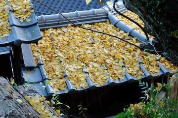 紅葉　　お寺の屋根瓦に落ちる銀杏の葉
