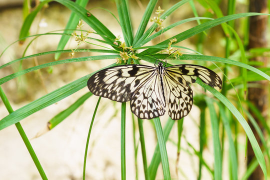 Beautiful tropical butterfly Idea white (Rice paper) or wood Nymph (lat. Idea leuconoe) on the umbrella syt or Citalnika, or Cyperus (lat. Cyperus)