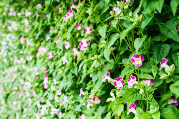  Wishbone Flower, Bluewings, Torenia or Torenia fournieri