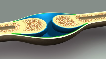 Bone Section
