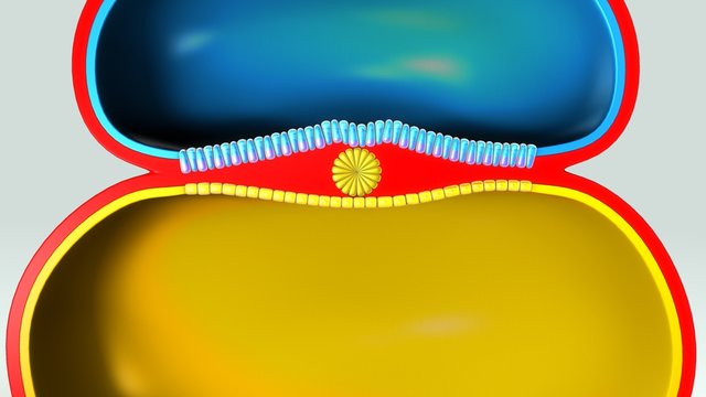 Notochord formation