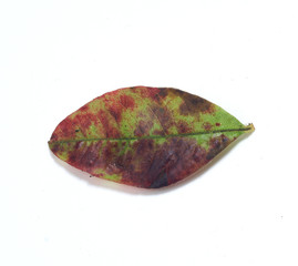 Leaf spots on the Blueberry  ( Anthracnose )