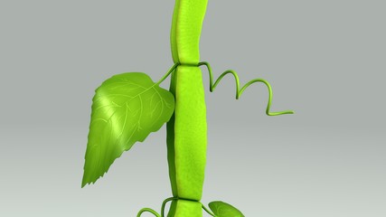 Cissus