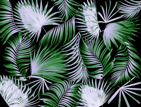 leaves of palm tree background