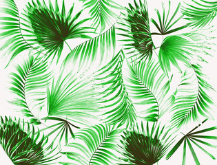 Fototapeta premium Green leaf of palm tree background