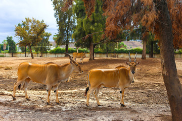 antelope in nature standing under a tree. horned animal looks into the camera. kudu antelope