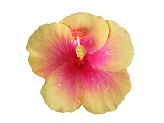Pink and Yellow Hibiscus Flower on White Background With water drop, Selective Focus
