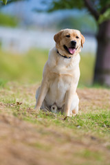 Labrador Retriever sitting on the field.