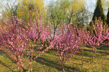 In full bloom in the peach blossom