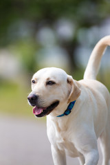 Close up of a white Labrador Retriever.