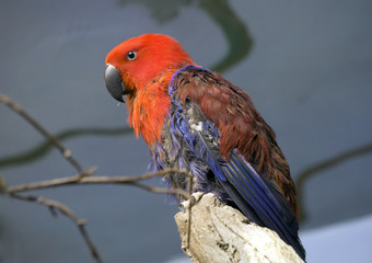 Королевский попугай