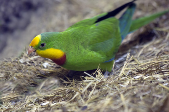 Зелёный попугай.
Роскошный барабандов попугай  Barraband Parrot