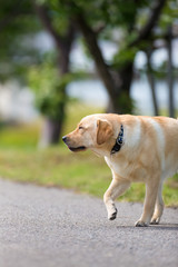 Facial profile of Labrador Retriever walking near the coast.