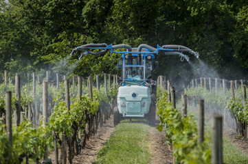 Naklejka premium Agricultural chemical treatments in spring vineyard