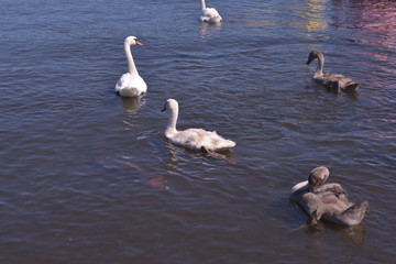 Minamitsuru-gun Spot Lake Yamanaka Japan