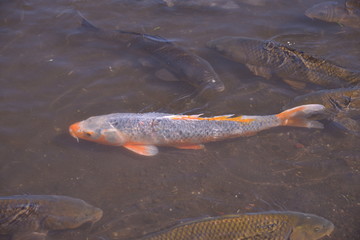 Minamitsuru-gun Spot Lake Yamanaka Japan
