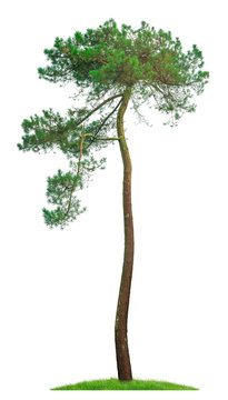 Gro&szlig;e freigestellte Kiefer in hoher Aufl&ouml;sung vor wei&szlig;em Hintergrund - Great isolated pine tree in high resolution against white background