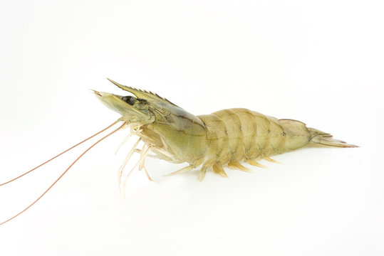 fresh Raw shrimp isolated