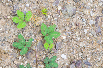 Green plant on the stone ground