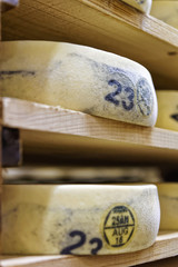 Aging Cheese in maturing cellar dairy Franche Comte