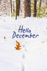 hello december (winter) card 