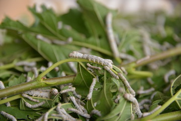 Minamitsuru-gun Spot Saiko Healing Satone Field Japan