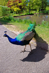 Fototapeta premium Beautiful peacock in park of Leeds Castle
