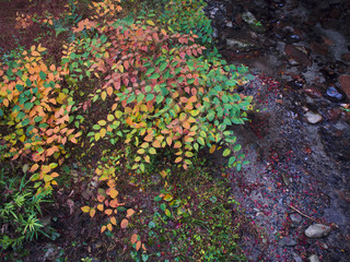 Obraz premium 川と紅葉した葉