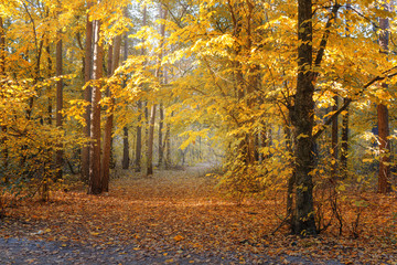 Path in the fall forest