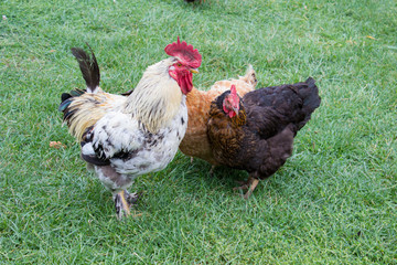 Farm chickens on grass
