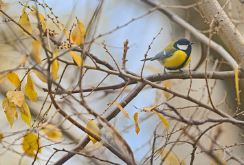  Parus major, great tit bird