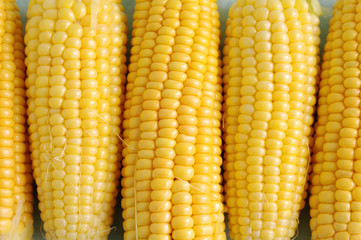 Ears of mature yellow corn. Corn. Close up corn, textural background