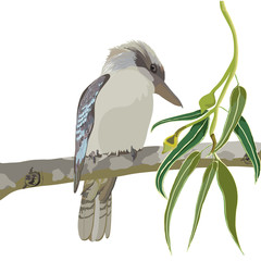 Kookaburra Realistic Vector Illustration	