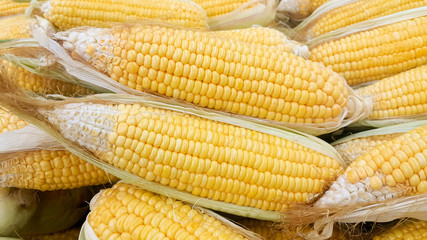 Fresh corn on the market