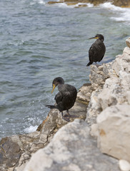 Great Cormorant Birds in Croatia