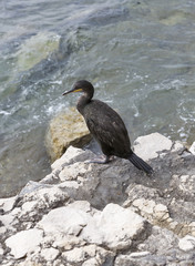 Great Cormorant Bird in Croatia