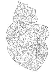 Anatomical heart Coloring book vector for adults