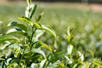 Obraz premium Green tea plant