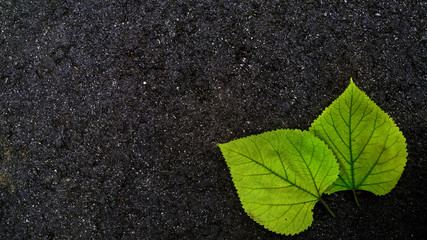 Two fallen green leaves isolated on black asphalt background