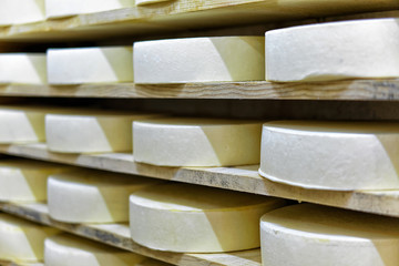 Comte Young Cheese in maturing cellar Franche dairy