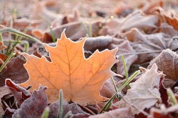 Sunlight shining through glowing frost covered leaf on the ground on an early Fall morning