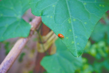 Ladybug on Nature