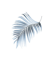 leaf of palm tree on white background