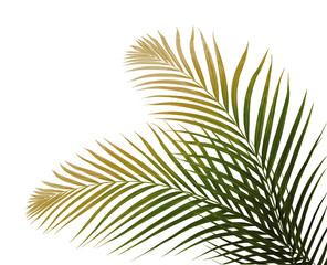 Obraz premium Green leaf of palm tree on white background