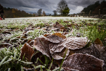 Frost on leaves on the ground of a field near Jedburgh.