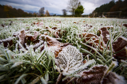 Frost on leaves on the ground of a field near Jedburgh.