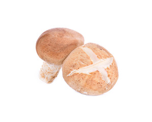 Shiitake mushrooms on white background